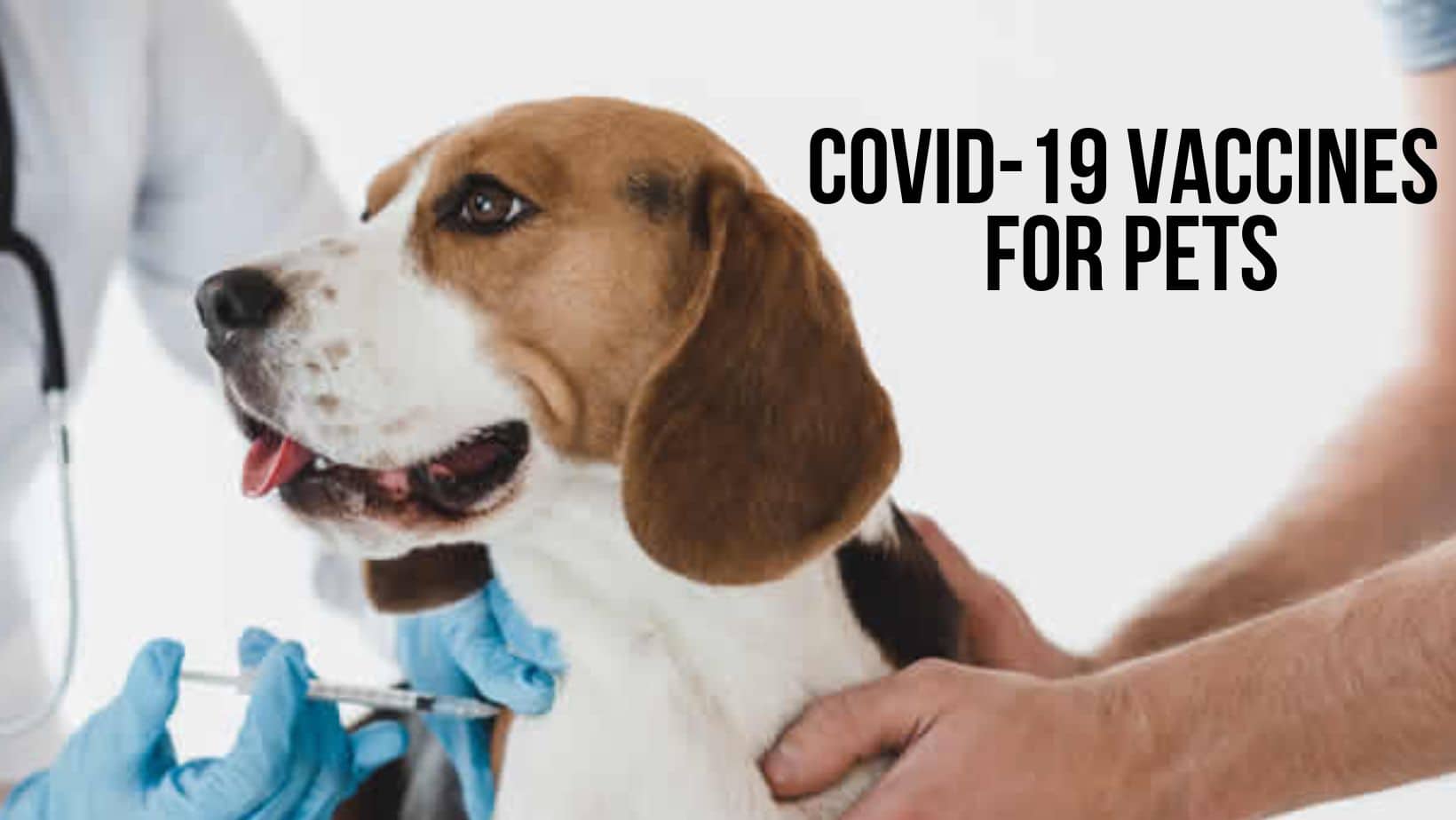 Do We Need a COVID-19 Vaccine For Pets? Here's What Expert Has To Say